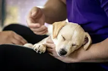 Rescue Puppy Yoga - The Denver Athletic Club