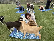 Goat Yoga in Asheville