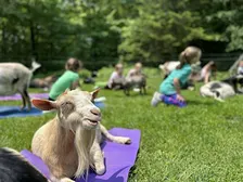 GOaT Yoga In The Woods