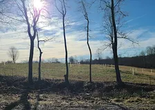 Hidden Creek Pasture: Silvopasture for Cattle