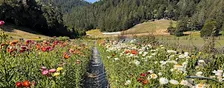 Forever Bloom Farm - Farm Tour – Pescadero, CA