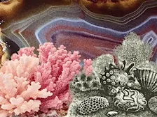 Atelier - Botanisch tekenen: natuurstenen en fossielen met Marylène Madou