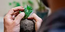 Volontariato Green: adotta una pianta!