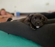 Rescue Puppy Yoga - Bellevue Family YMCA