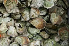 Restoration Forth Oyster Monitoring