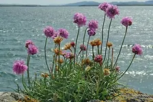Resting in True Nature:  Attuning to the heart’s whispers
