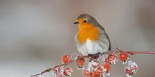 Birds and a Brew December, Birds and Christmas - Nature Discovery Centre, Friday 18 December