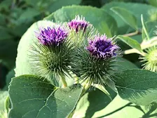 Herbal Allies: Making Burdock Stock