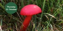 Waxcap Wander