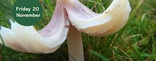 Waxcap Wander