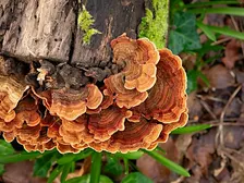 Fungus foray