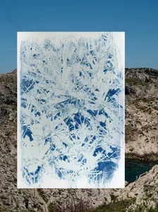 Atelier Cyanotype : création photographique de plantes et paysages
