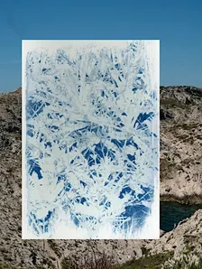 Atelier cyanotype : création photographique de plantes et paysages