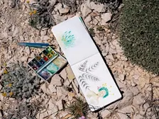 Atelier dessin sur l'astragale, plante emblématique des Calanques