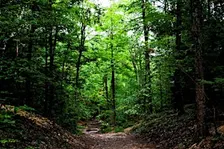 Forest Bathing in Bloomfield