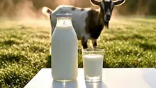 Goat Milking Basics