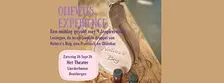OlieWijs Experience