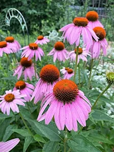 Grow with Us- Include Native Plants: Beautiful & Beneficial