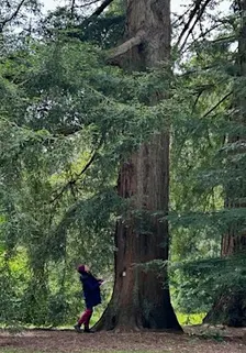 Nature Journaling: Time With A Tree at Westonbirt Arboretum