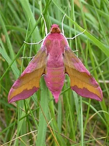 Discover the Moths of Haigh