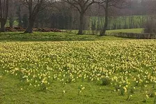 Water, community and daffodils