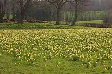 Water, community and daffodils