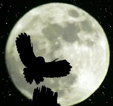 Crafty creatures of the night (Family event) NWT Hickling Broad