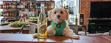 Paint Your Pet: A Creative Class with Atlanta Humane