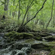 Kings Mountain Preserve Lunch&Learn Bring a friend, it's on us!