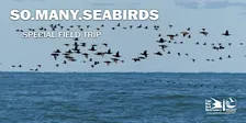 SO.MANY.SEABIRDS