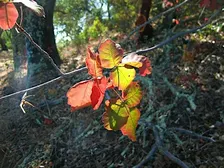 Poison Oak - Friend or Foe?