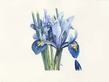Botanical drawing with Rosemary Dodgson