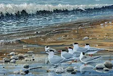 Learn to draw and paint birds with Steve Cale (2-day course)