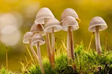 Fungi; an amazing walk and talk - Woolley Firs, Saturday 17 October