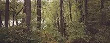 Fall into the Forest Hike
