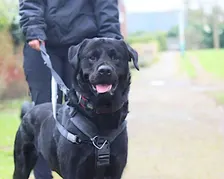Understanding Dog Reactivity Talk