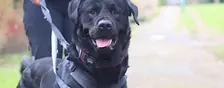 Understanding Dog Reactivity Talk
