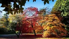 Westonbirt Arboretum