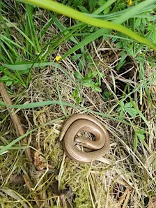 Reptile and butterfly survey day at Stithians Lake