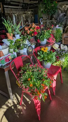 Plant Match "Bingo" (Bowmanville)