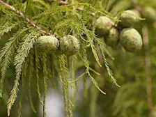 Conifer ID Workshop
