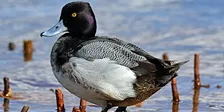 Sandy Hook Birding
