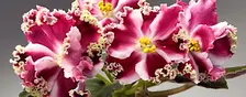 How to grow beautiful African Violets