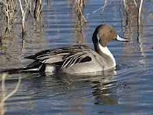 Forsythe (Brigantine) NWR