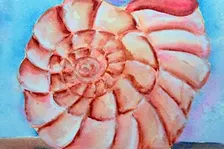 Watercolor Shell Close Ups