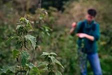 Planten en hun verborgen verhalen