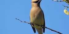 Birds of Duke Farms (Migration Season)