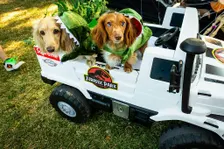 Barktoberfest