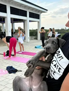 Pups + Yoga on the Rooftop with Village Yoga x Furry Friends