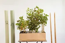 Woodland Trust tree pack giveaway - South Norfolk